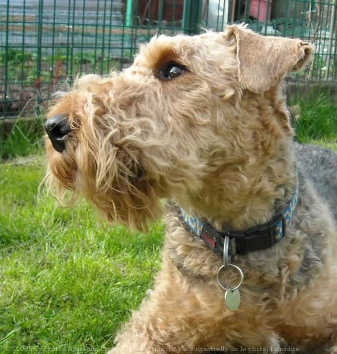 Photo d'Airedale terrier