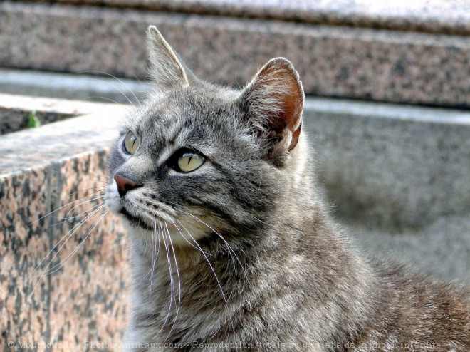 Photo de Chat domestique