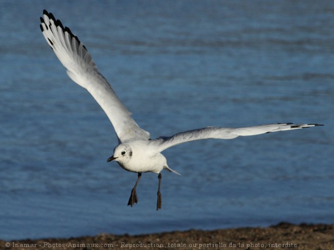 Photo de Mouette