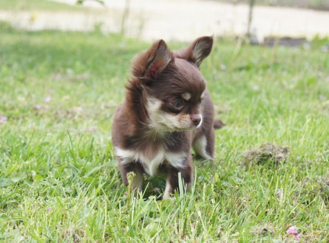 Photo de Chihuahua  poil long