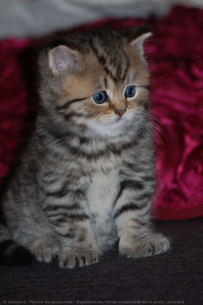 Photo de British shorthair