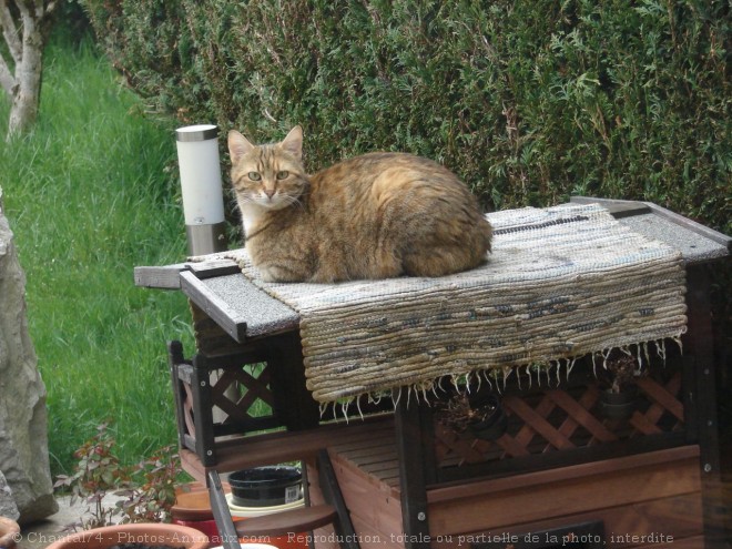 Photo de Chat domestique