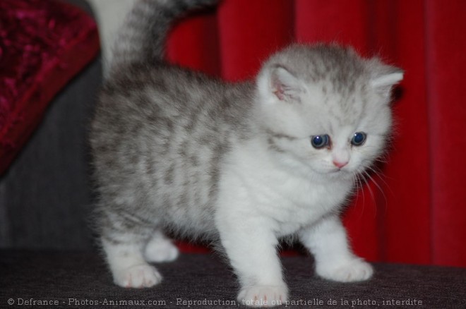 Photo de British shorthair