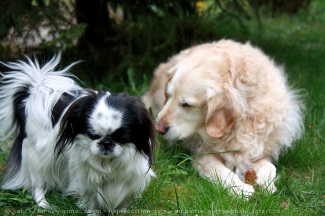 Photo de Races diffrentes