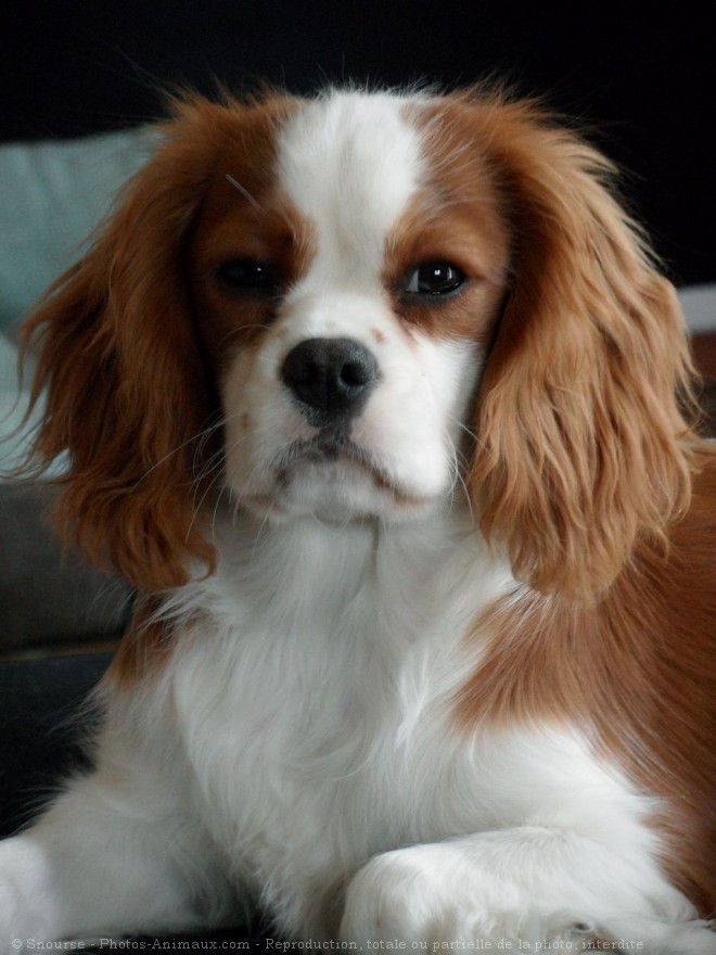 Photo de Cavalier king charles spaniel