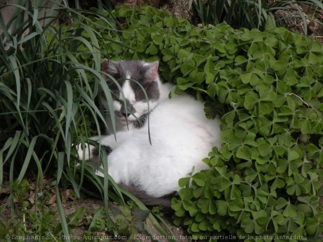 Photo de Chat domestique