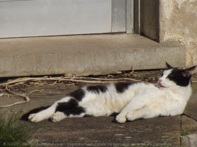 Photo de Chat domestique