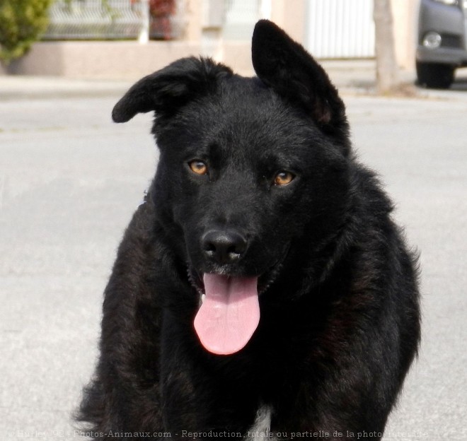 Photo de Chien berger croate