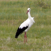 Photo de Cigogne