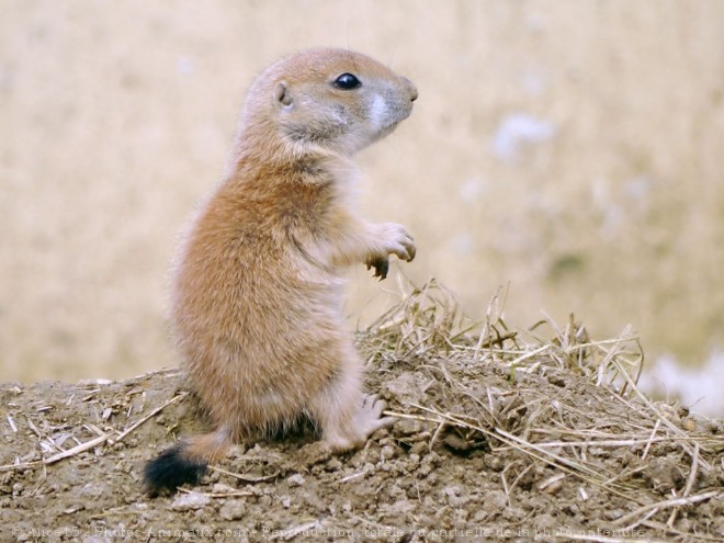 Photo de Chien de prairie