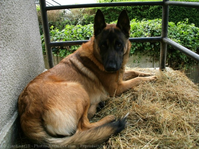 Photo de Berger belge malinois