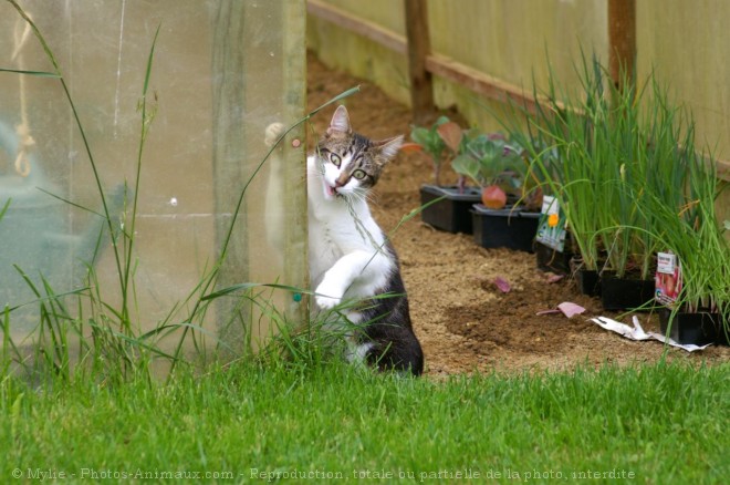 Photo de Chat domestique