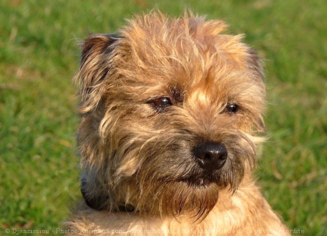 Photo de Border terrier