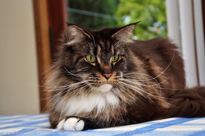 Photo de Maine coon