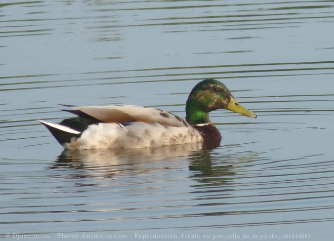 Photo de Canard colvert