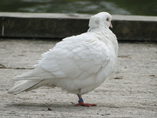 Photo de Pigeon