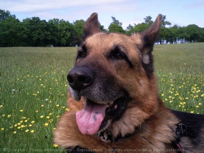 Photo de Berger allemand  poil court