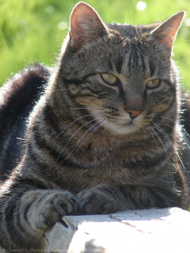 Photo de Chat domestique