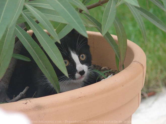 Photo de Chat domestique