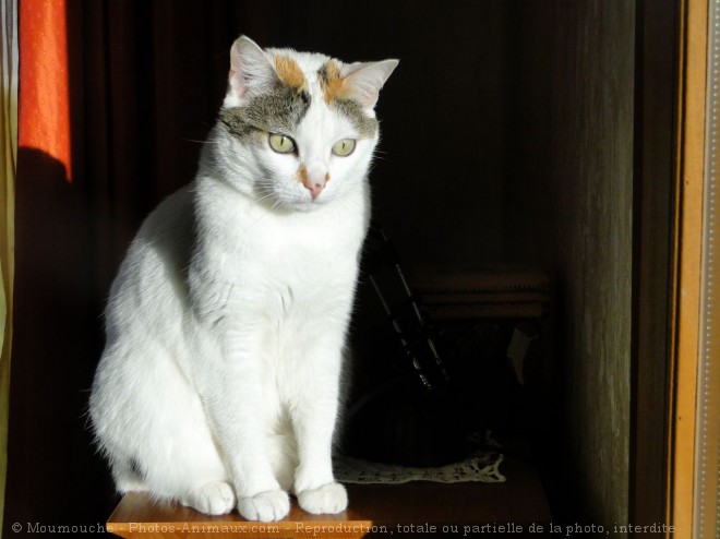 Photo de Chat domestique