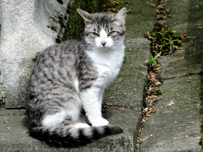 Photo de Chat domestique