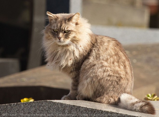 Photo de Chat domestique