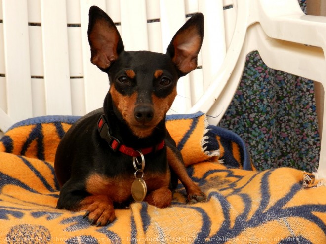 Photo de Pinscher nain