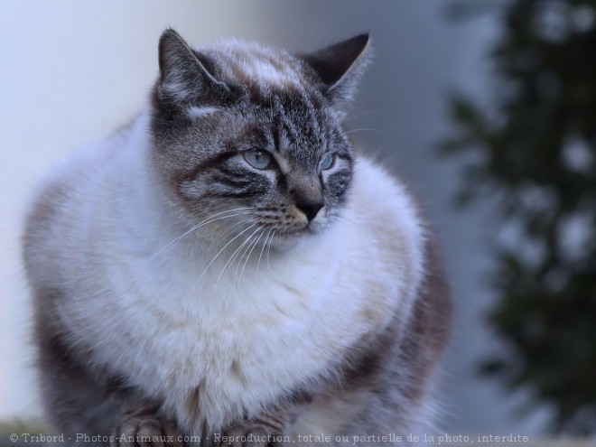 Photo de Chat domestique