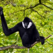 Photo de Singe - gibbon