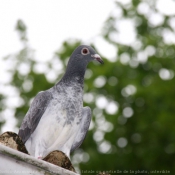 Photo de Pigeon