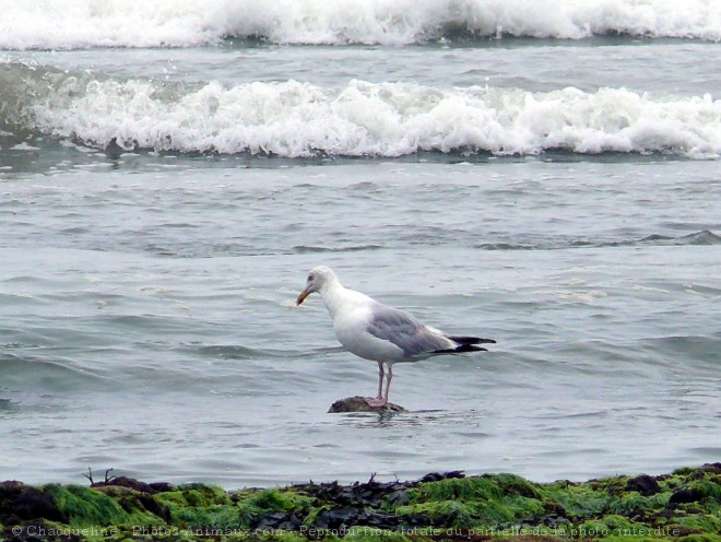 Photo de Mouette