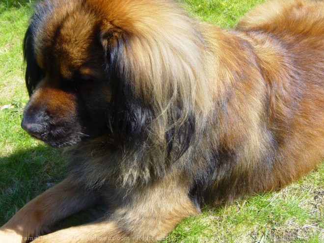 Photo de Leonberg