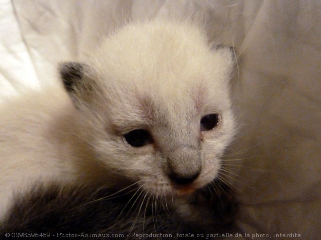 Photo de Chat domestique