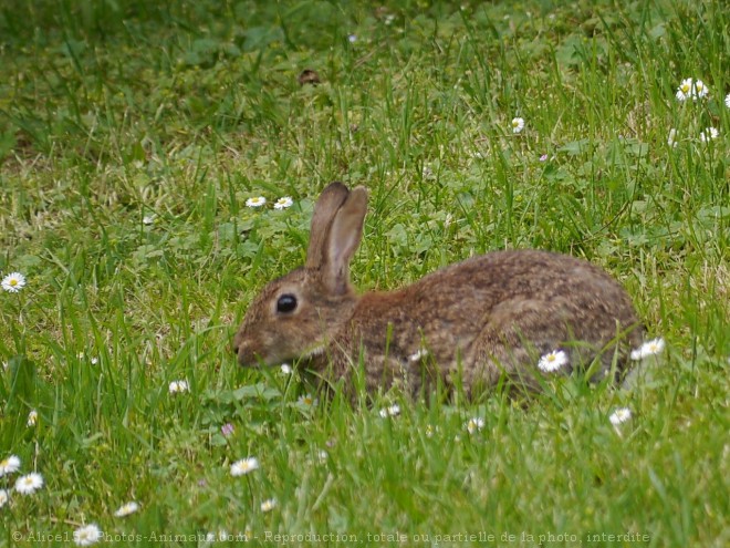 Photo de Lapin