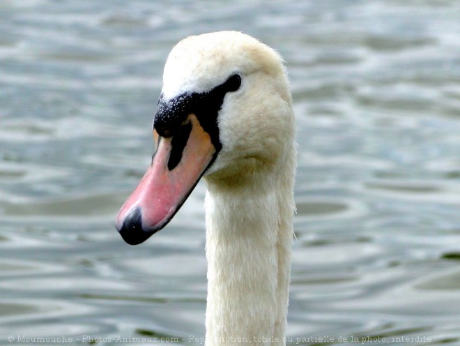 Photo de Cygne