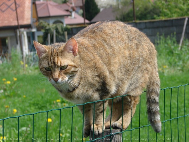 Photo de Chat domestique