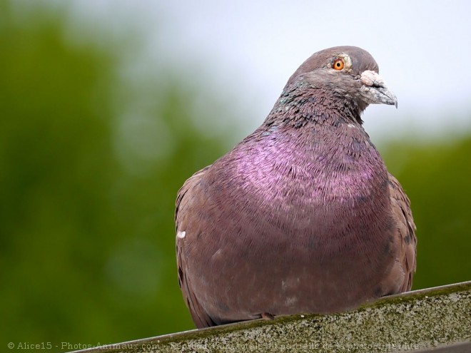 Photo de Pigeon