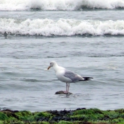 Photo de Mouette