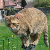 Photo de Chat domestique