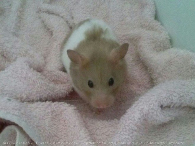 Photo de Hamster