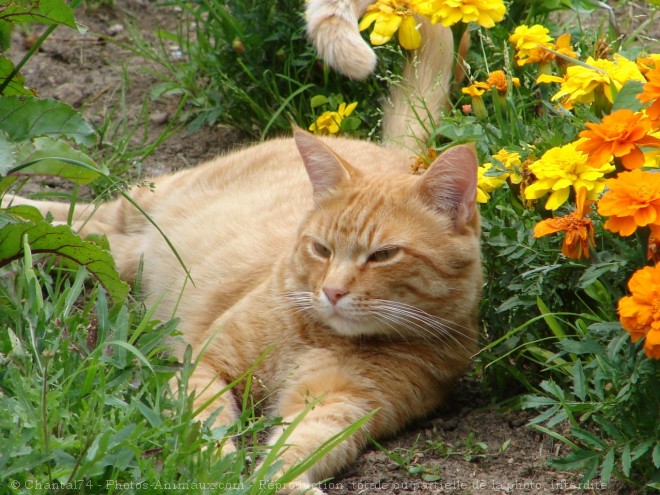 Photo de Chat domestique