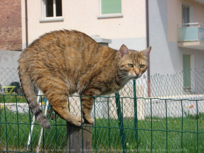 Photo de Chat domestique