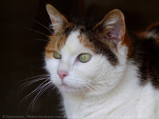 Photo de Chat domestique