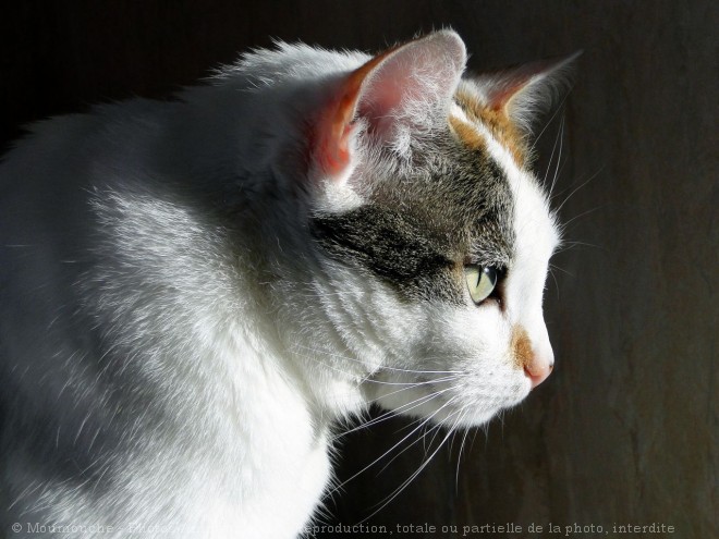 Photo de Chat domestique