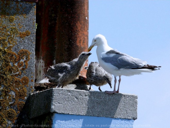 Photo de Goeland