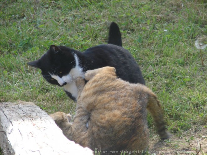 Photo de Chat domestique