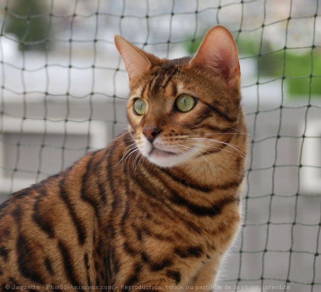 Photo de Bengal