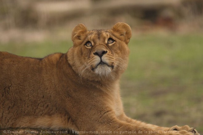 Photo de Lion