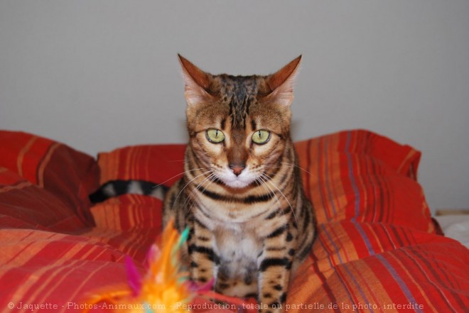 Photo de Bengal