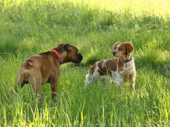 Photo de Races diffrentes